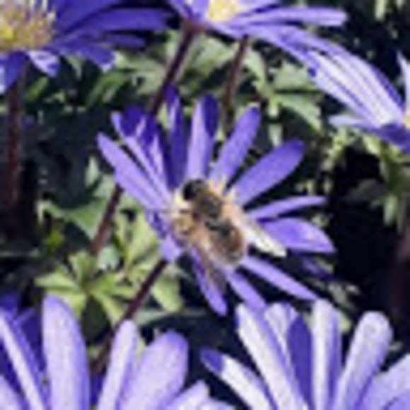 Meet your Posher, Emma - Picture 1 of 1